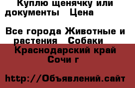 Куплю щенячку или документы › Цена ­ 3 000 - Все города Животные и растения » Собаки   . Краснодарский край,Сочи г.